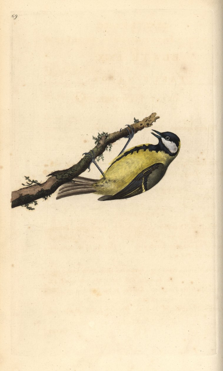 大山雀，Parus Major。爱德华-多诺万根据他自己的《英国鸟类自然史》绘制和雕刻的手绘铜版，伦敦 作者 爱德华·多诺万