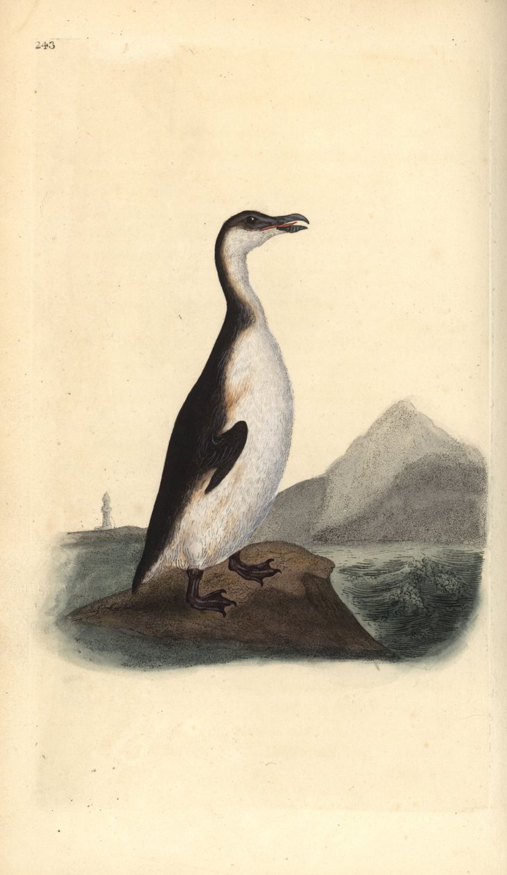 大鸟，Pinguinus impennis，1844年被鸟蛋收集者猎杀至灭绝。爱德华-多诺万根据他自己的《英国鸟类自然史》绘制和雕刻的手绘铜版，伦敦 作者 爱德华·多诺万