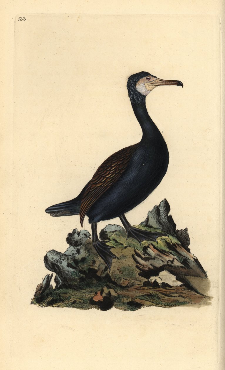 大鸬鹚，Phalacrocorax carbo。爱德华-多诺万根据他自己的《英国鸟类自然史》（1794-1819）绘制和雕刻的手绘铜版。爱德华-多诺万（1768-1837）是一位英裔爱尔兰业余动物学家、作家、艺术家和雕刻家。H 作者 爱德华·多诺万