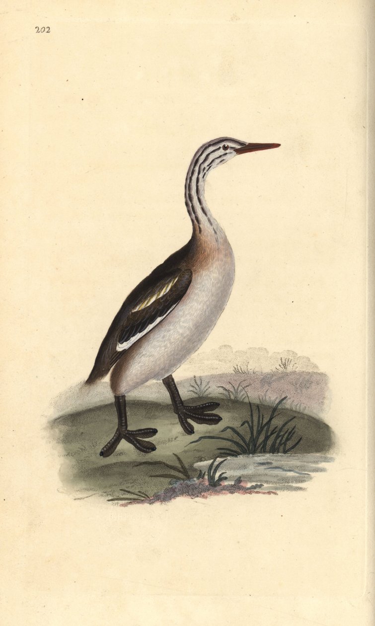 Great crested grebe, Podiceps cristatus. Handcoloured copperplate drawn and engraved by Edward Donovan from his own “Natural History of British Birds,” London 作者 爱德华·多诺万