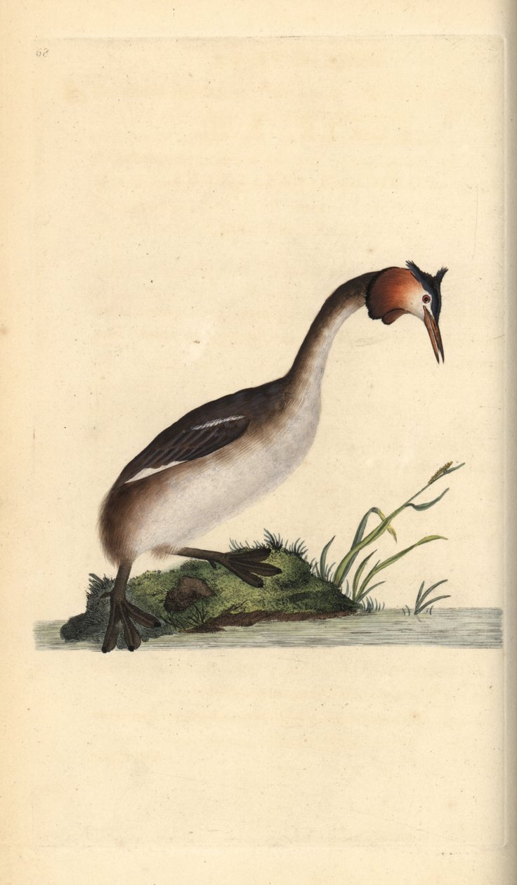 大凤头鸊鷉，Podiceps cristatus。爱德华-多诺万根据他自己的《英国鸟类自然史》绘制和雕刻的手绘铜版，伦敦 作者 爱德华·多诺万