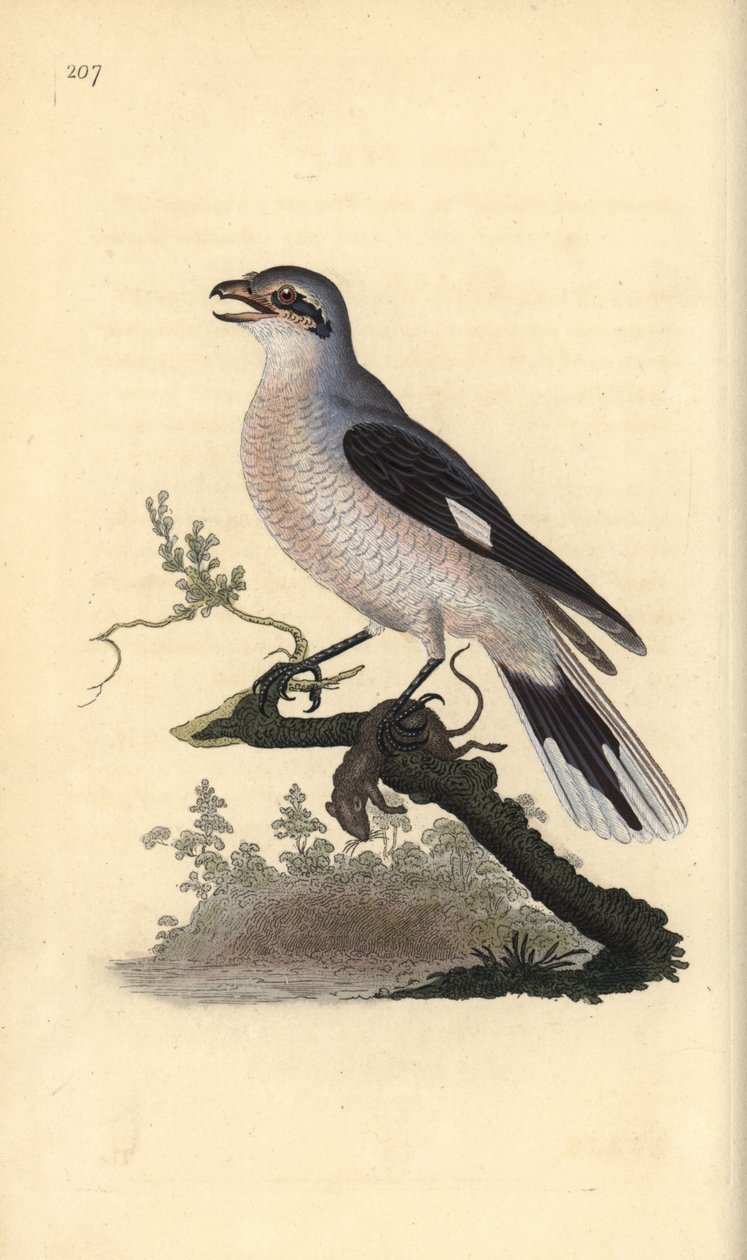 大灰鵙（雌性），Lanius excubitor。爱德华-多诺万根据他自己的《英国鸟类自然史》绘制和雕刻的手绘铜版，伦敦 作者 爱德华·多诺万