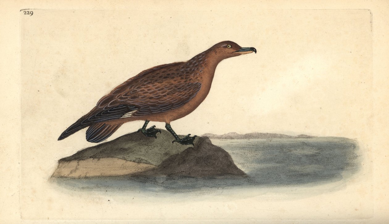 大海鸥，Stercorarius skua。爱德华-多诺万根据他自己的《英国鸟类自然史》绘制和雕刻的手绘铜版，伦敦 作者 爱德华·多诺万