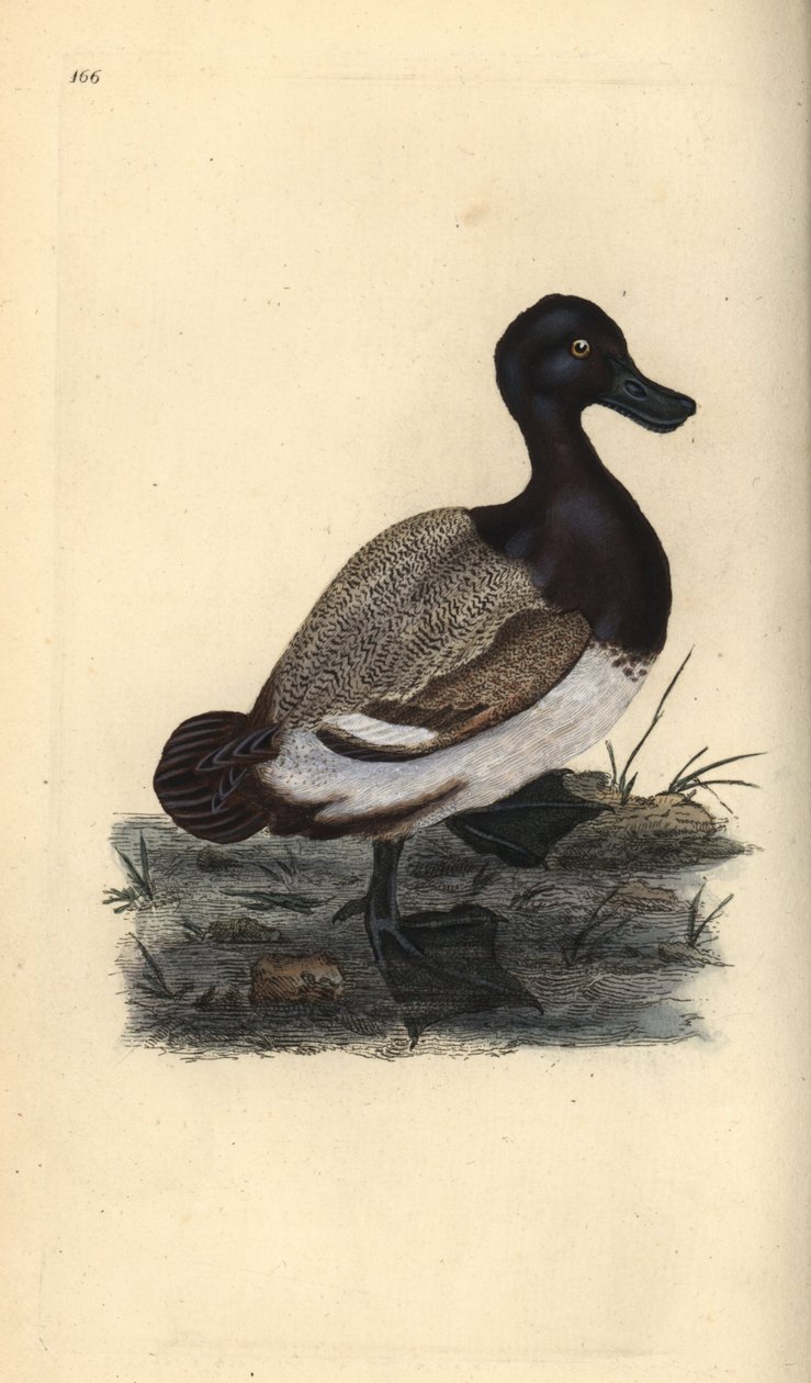 Greater scaup duck, Aythya marila. Handcoloured copperplate drawn and engraved by Edward Donovan from his own “Natural History of British Birds,” London 作者 爱德华·多诺万