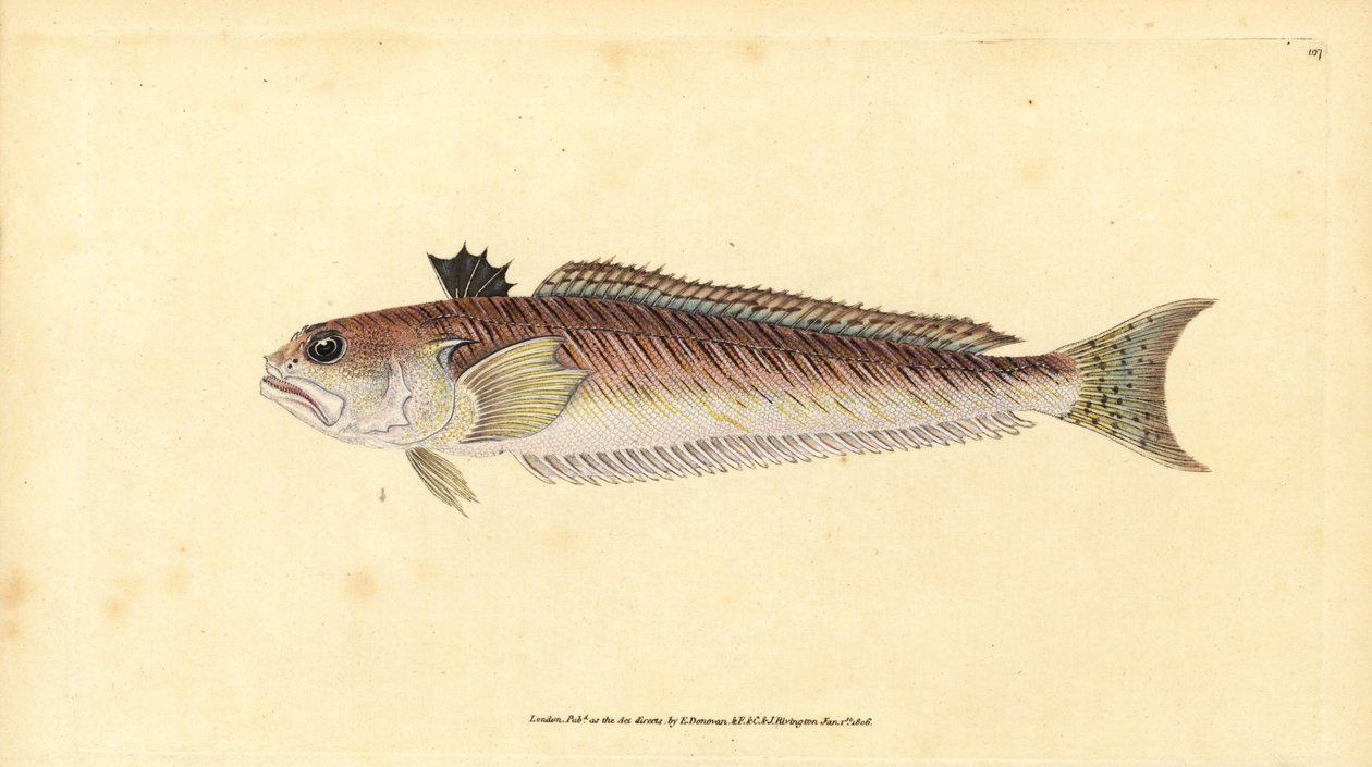 大织女，Trachinus draco（大织女或刺牛，Trachinus major）。爱德华-多诺万根据他的《英国鱼类自然史》绘制和雕刻的手绘铜版，多诺万和F.C.和J.Rivington，伦敦 作者 爱德华·多诺万
