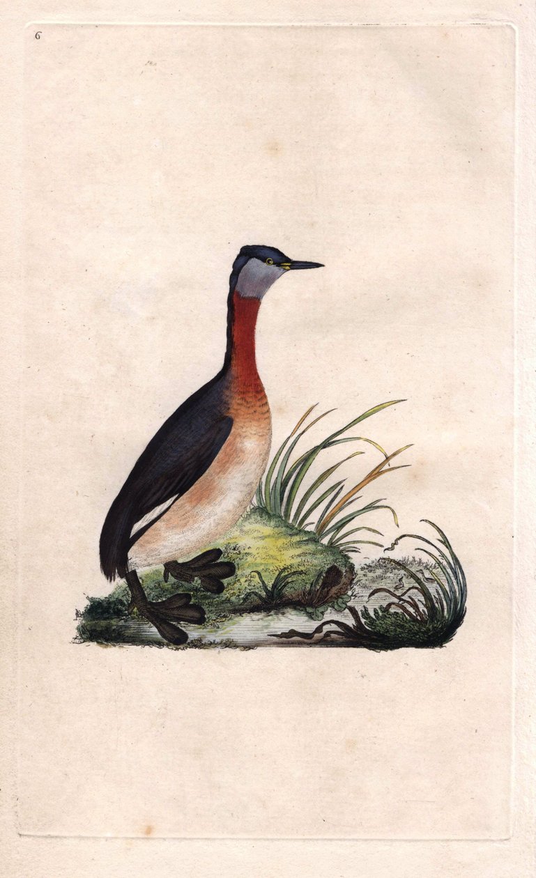 鸊鷉的欢快绿头鸭（Podiceps ruficollis）。爱德华-多诺万（1768-1837）的铜版画，发表于《英国鸟类自然史》，伦敦 作者 爱德华·多诺万