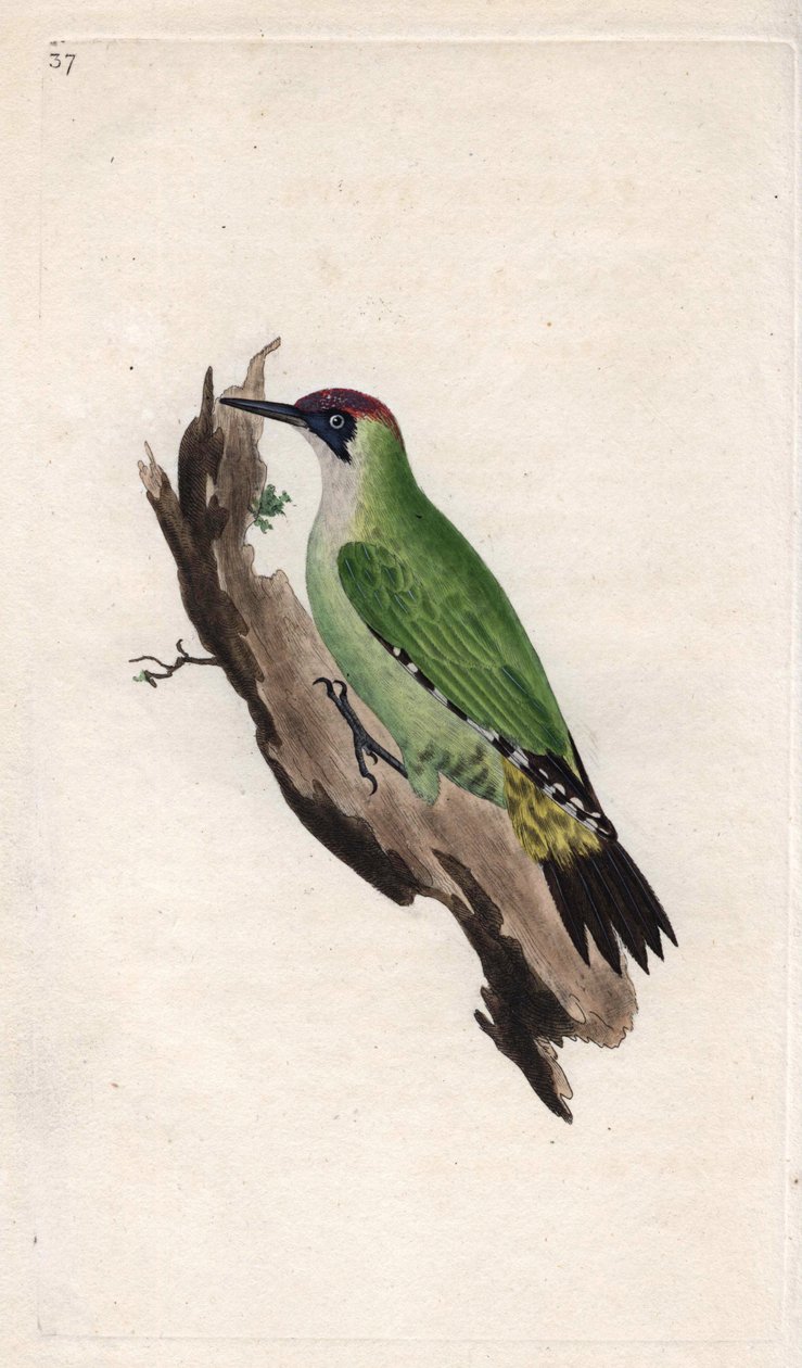 绿色啄木鸟。Picus viridis。爱德华-多诺万（1768-1837）的铜版画，发表于《英国鸟类自然史》，伦敦 作者 爱德华·多诺万