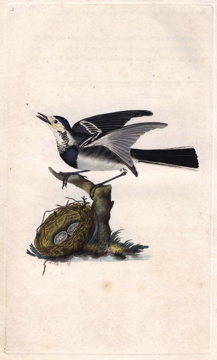 灰色鹡鸰。 莫塔西拉阿尔巴。 Edward Donovan（1768-1837）的铜版画，发表在伦敦的英国鸟类自然史 作者 爱德华·多诺万