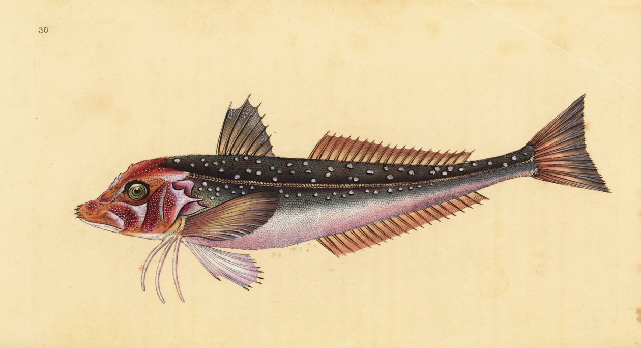 灰鸥，Eutrigla gurnardus（Trigla gurnardus）。爱德华-多诺万根据他的《英国鱼类自然史》绘制和雕刻的手绘铜版，多诺万和F.C.和J.里文顿，伦敦 作者 爱德华·多诺万
