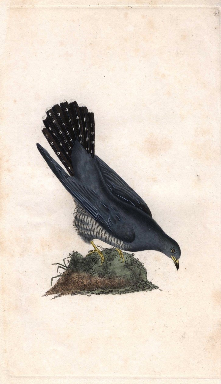 灰色的你好。Cuculus canorus。爱德华-多诺万（1768-1837）的铜版画，发表于《英国鸟类自然史》，伦敦 作者 爱德华·多诺万