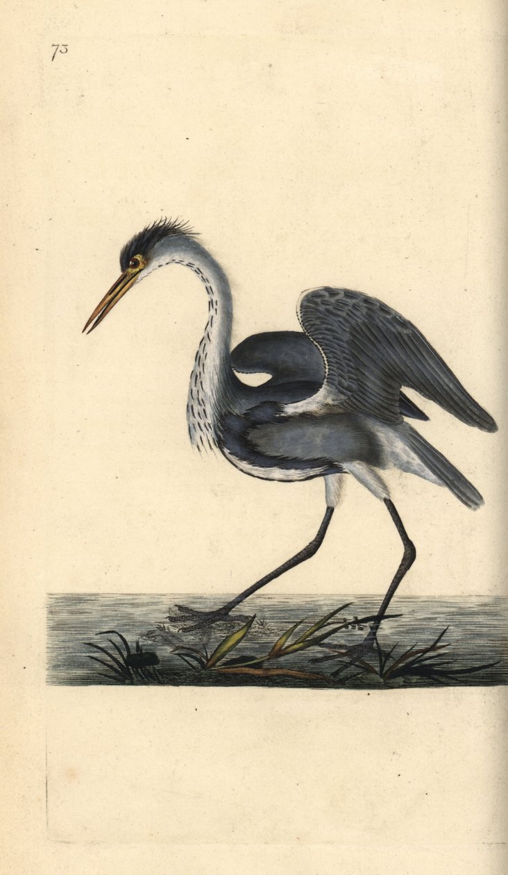 灰鹭，Ardea cinerea。爱德华-多诺万根据他自己的《英国鸟类自然史》绘制和雕刻的手绘铜版，伦敦 作者 爱德华·多诺万