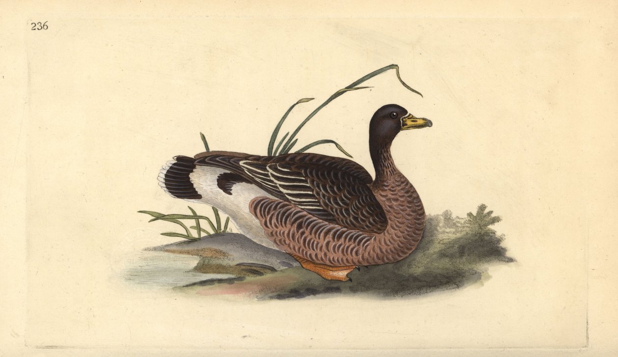 Greylag goose, Anser anser. Handcoloured copperplate drawn and engraved by Edward Donovan from his own “Natural History of British Birds,” London 作者 爱德华·多诺万