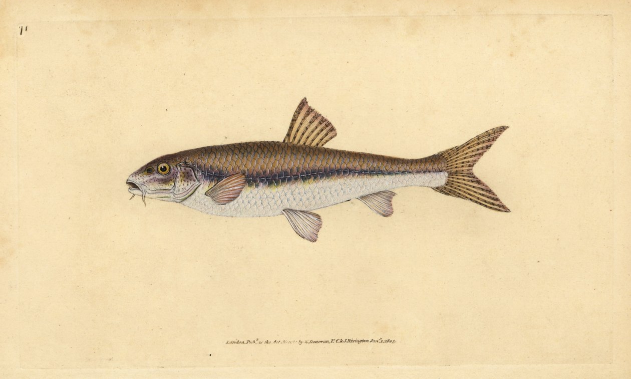 Gudgeon, Gobio gobio（Cyprinus gobio）。爱德华-多诺万根据他的《英国鱼类自然史》绘制和雕刻的手绘铜版，多诺万和F.C.和J.里文顿，伦敦 作者 爱德华·多诺万