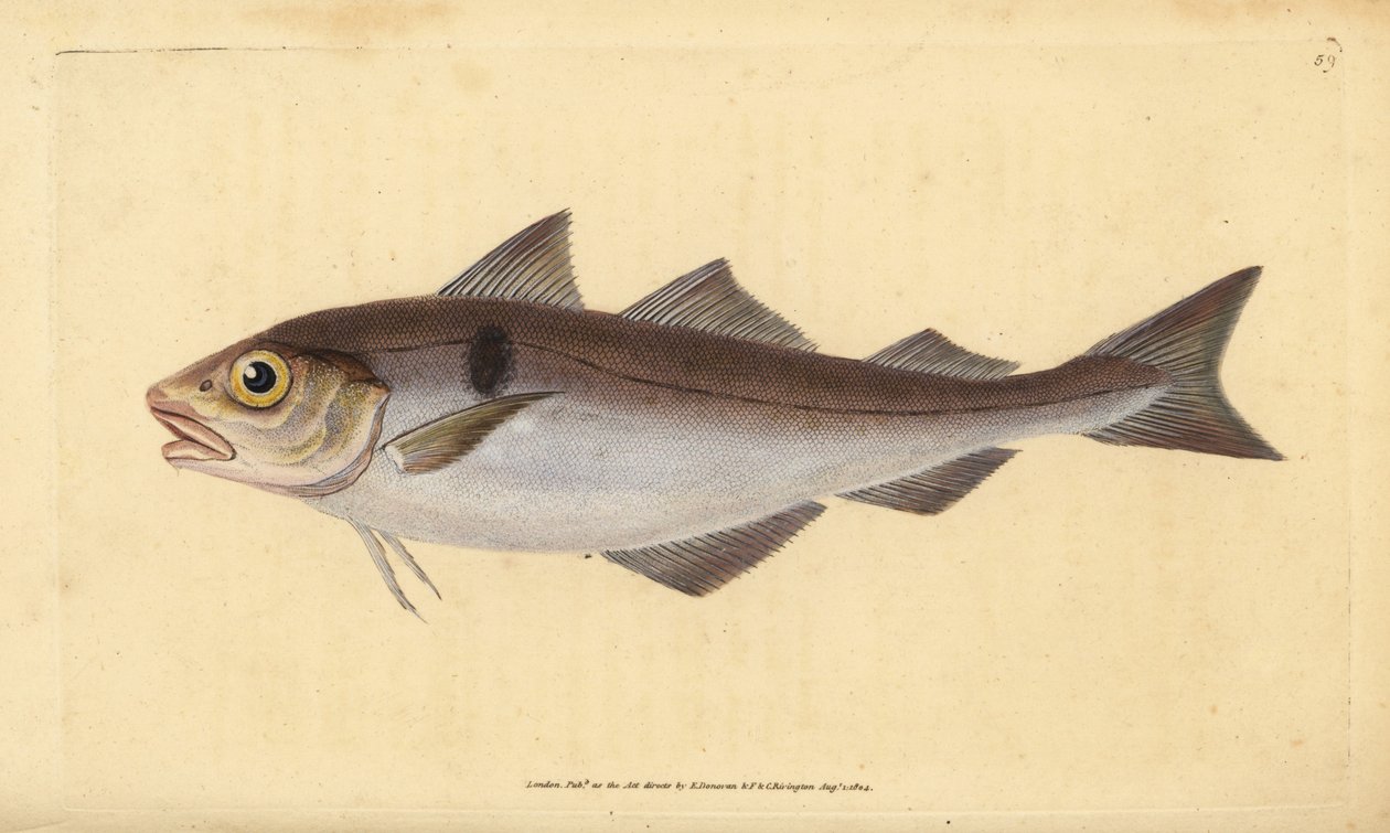 黑线鳕，Melanogrammus aeglefinus（Gadus aeglefinus）。脆弱的。爱德华-多诺万根据他的《英国鱼类自然史》绘制和雕刻的手绘铜版，多诺万和F.C.和J.Rivington，伦敦 作者 爱德华·多诺万