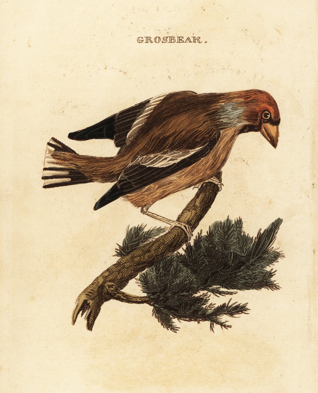 Hawfinch, Coccothraustes coccothraustes 作者 爱德华·多诺万