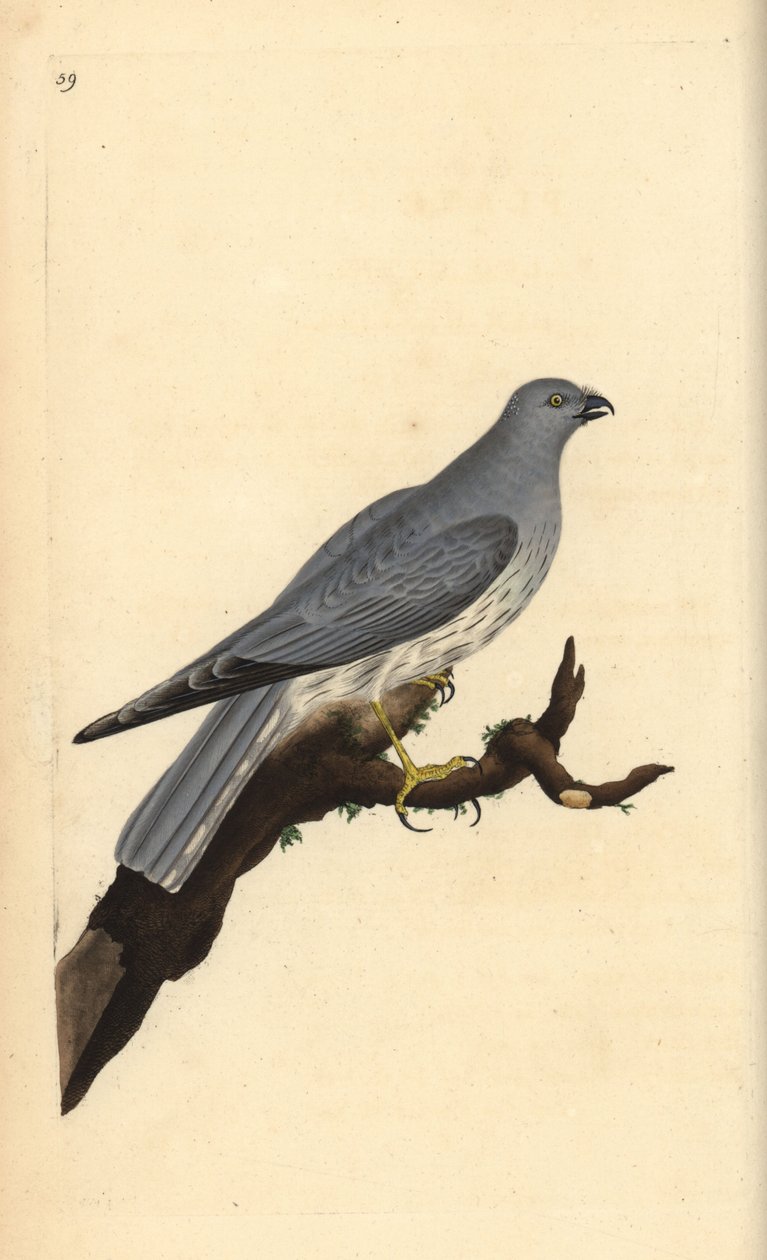 Hen harrier, Circus cyaneus. Handcoloured copperplate drawn and engraved by Edward Donovan from his own “Natural History of British Birds,” London 作者 爱德华·多诺万