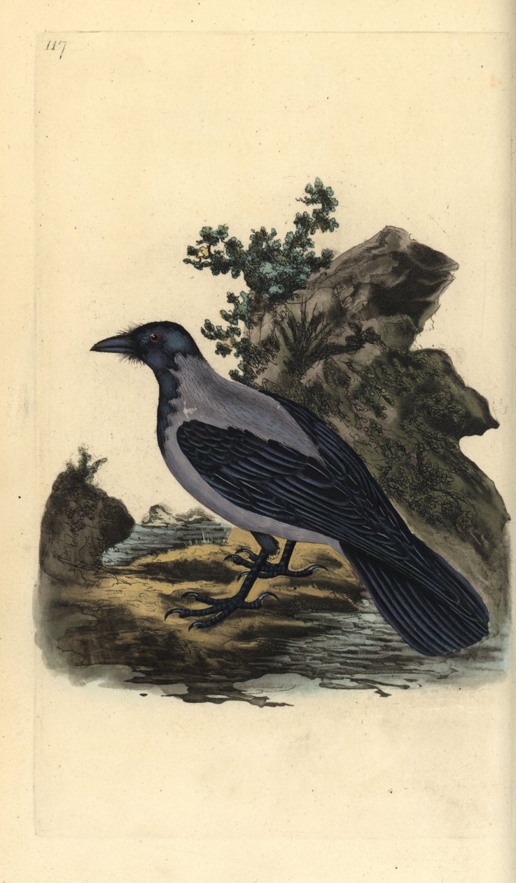 连帽乌鸦，Corvus cornix。爱德华-多诺万根据他自己的《英国鸟类自然史》绘制和雕刻的手绘铜版，伦敦 作者 爱德华·多诺万