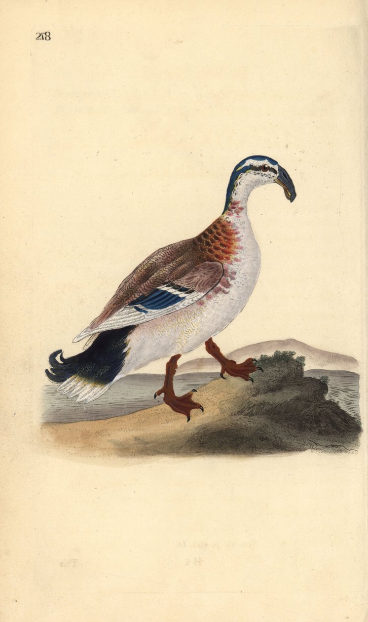 Hook-billed mallard, Anas platyrhynchos. Handcoloured copperplate drawn and engraved by Edward Donovan from his own “Natural History of British Birds,” London 作者 爱德华·多诺万