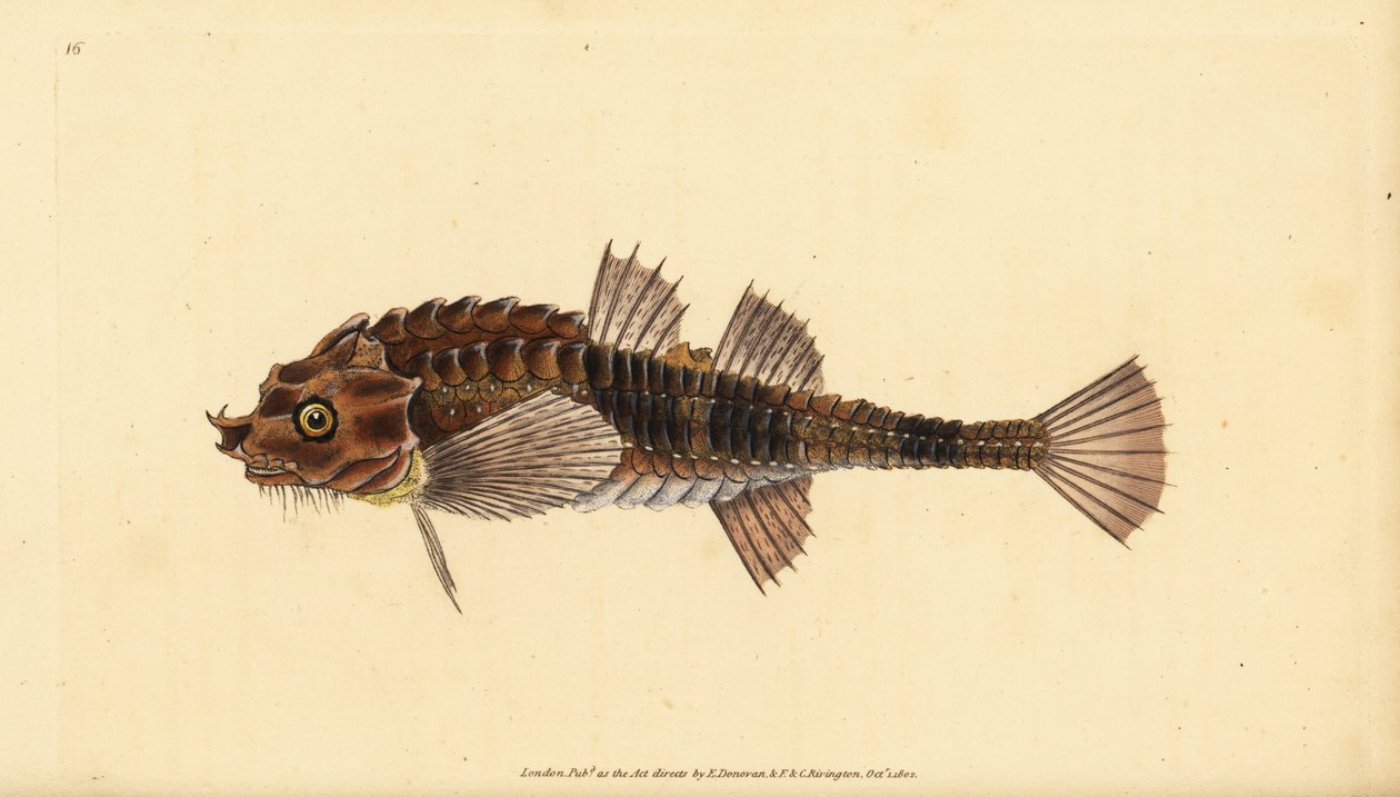 钩鼻鱼，Agonus cataphractus（Pogge或武装牛头鱼，Cottus cataphractus）。爱德华-多诺万根据他的《英国鱼类自然史》绘制和雕刻的手绘铜版，多诺万和F.C.和J.Rivington，伦敦 作者 爱德华·多诺万