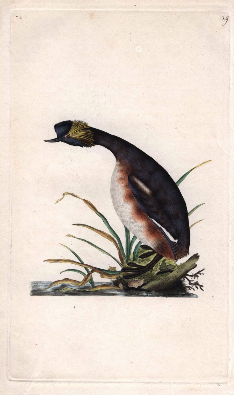 角鸊鷉或耳角鸊鷉。Podiceps auritus（Colymbus auritus）。爱德华-多诺万（1768-1837）的铜版画，发表于《英国鸟类自然史》，伦敦 作者 爱德华·多诺万