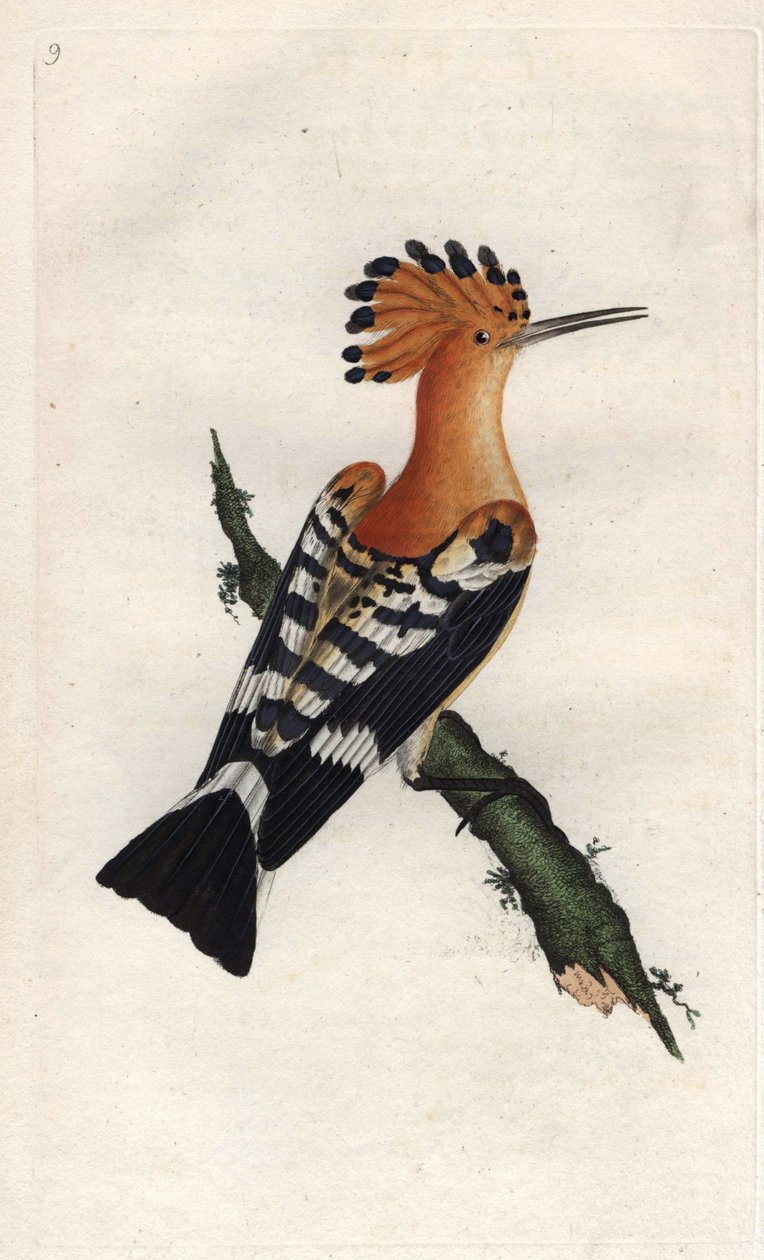 Huppe fasciee.Upupa epops。爱德华-多诺万（1768-1837）的铜版画，发表于《英国鸟类自然史》，伦敦 作者 爱德华·多诺万