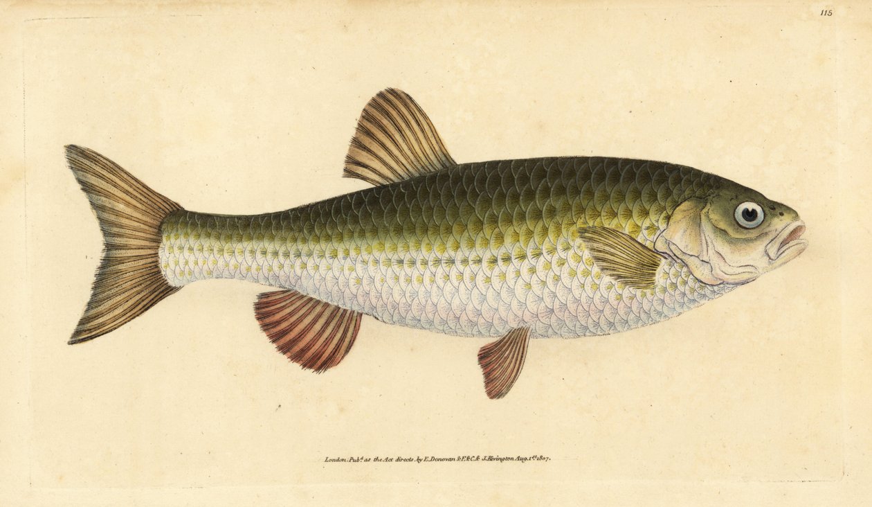 Ide, Leuciscus idus (Chub, Cyprinus jeses)。爱德华-多诺万根据他的《英国鱼类自然史》绘制和雕刻的手绘铜版，多诺万和F.C.和J.里文顿，伦敦 作者 爱德华·多诺万
