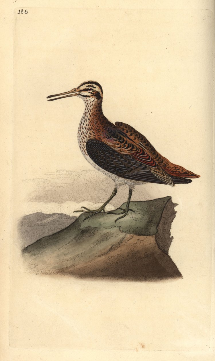 Jack snipe, Lymnocrypts minimus.爱德华-多诺万根据他自己的《英国鸟类自然史》绘制和雕刻的手绘铜版，伦敦 作者 爱德华·多诺万