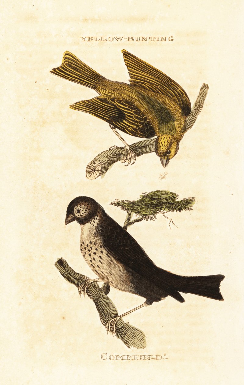 日本黄鹀，Emberiza sulphurata，和玉米鹀，Emberiza calandra 作者 爱德华·多诺万