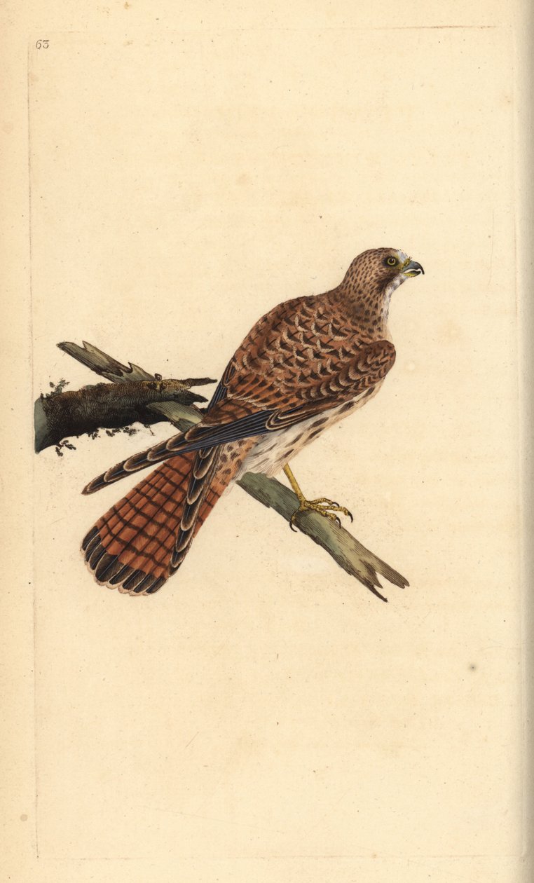 红隼，Falco tinnunculus，雌性。爱德华-多诺万根据他自己的《英国鸟类自然史》绘制和雕刻的手绘铜版，伦敦 作者 爱德华·多诺万