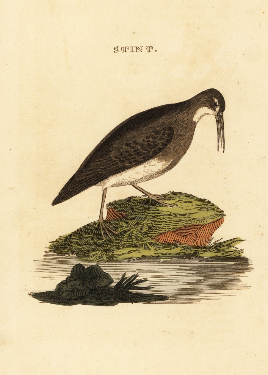 最少的鹬，Calidris minutilla 作者 爱德华·多诺万