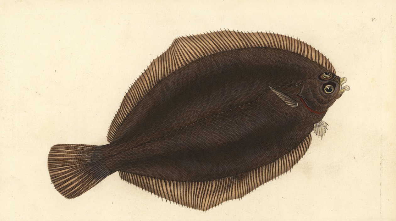 柠檬鳎鱼，Microstomus kitt（小头鱼或涂鸦鱼，Pleuronectes microcephalus）。爱德华-多诺万根据他的《英国鱼类自然史》绘制和雕刻的手绘铜版，多诺万和F.C.和J.里文顿，伦敦 作者 爱德华·多诺万