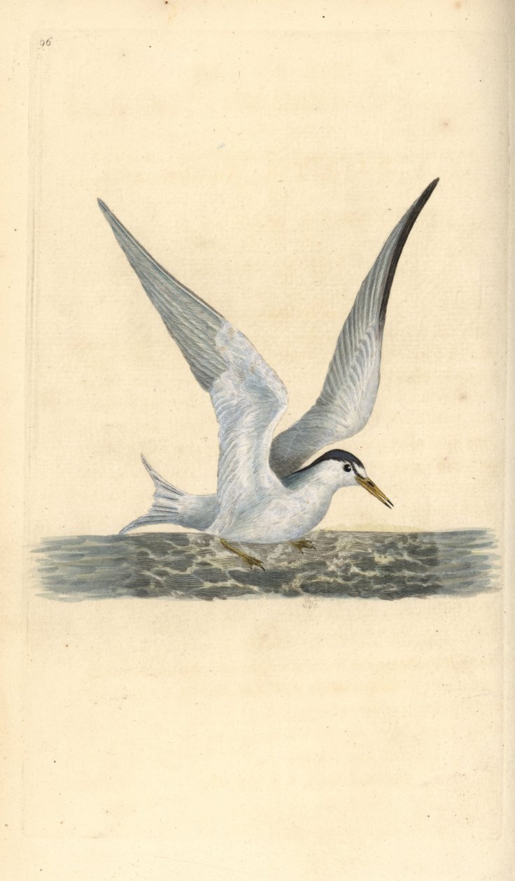 小燕鸥，Sternula albifrons。爱德华-多诺万根据他自己的《英国鸟类自然史》绘制和雕刻的手绘铜版，伦敦 作者 爱德华·多诺万
