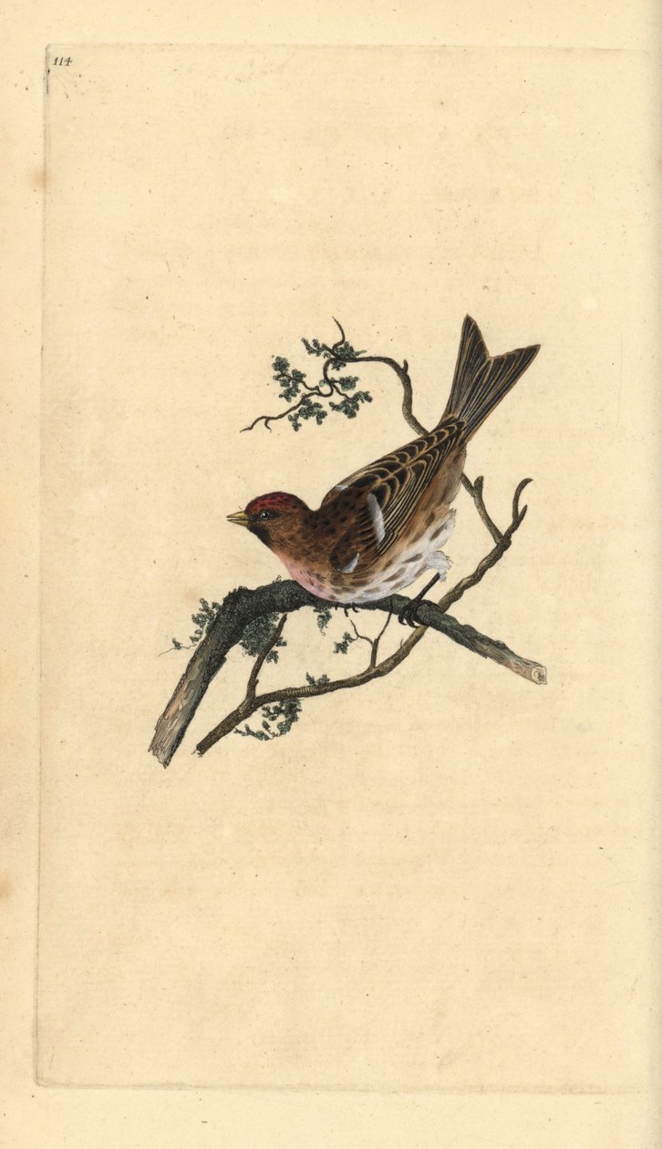 小红雀，Carduelis cabaret。爱德华-多诺万根据他自己的《英国鸟类自然史》绘制和雕刻的手绘铜版，伦敦 作者 爱德华·多诺万