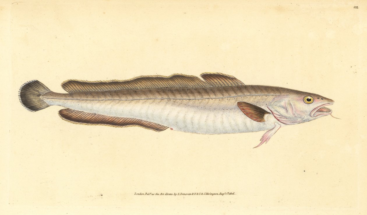 凌鱼，Molva molva（Gadus molva）。爱德华-多诺万根据他的《英国鱼类自然史》绘制和雕刻的手绘铜版，多诺万和F.C.和J.里文顿，伦敦 作者 爱德华·多诺万