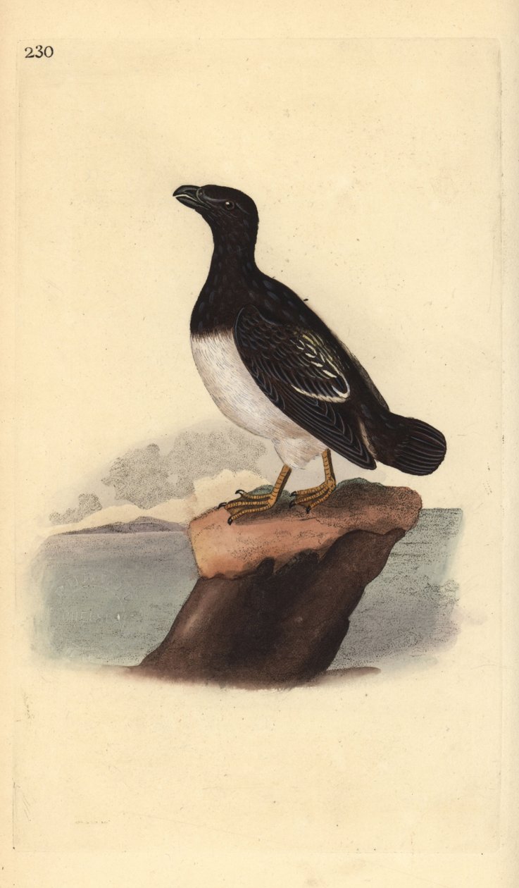 小鸟或Dovekie（雌性），All alle。爱德华-多诺万根据他自己的《英国鸟类自然史》绘制和雕刻的手绘铜版，伦敦 作者 爱德华·多诺万