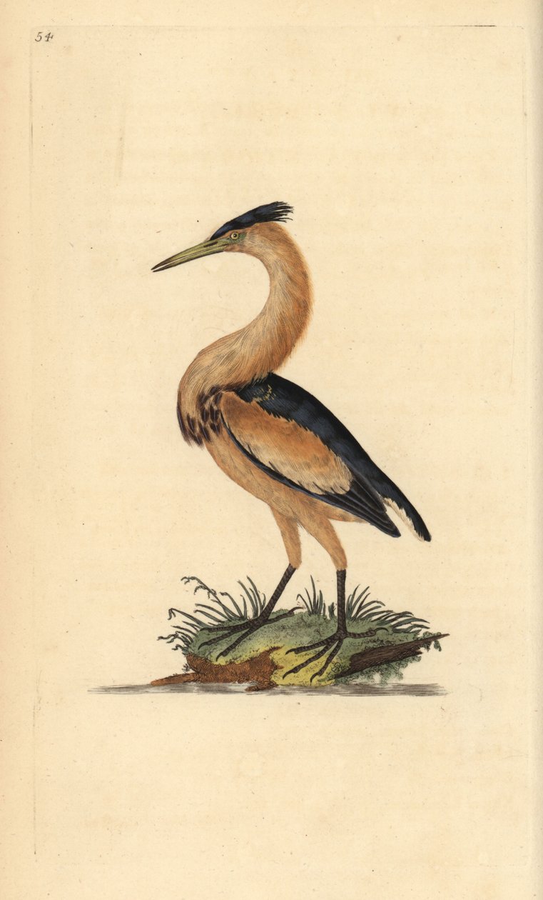 小黄雀，Ixobrychus minutus。爱德华-多诺万根据他自己的《英国鸟类自然史》绘制和雕刻的手绘铜版，伦敦 作者 爱德华·多诺万
