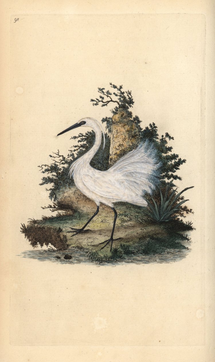 Little egret, Egreta garzetta. Handcoloured copperplate drawn and engraved by Edward Donovan from his own “Natural History of British Birds,” London 作者 爱德华·多诺万