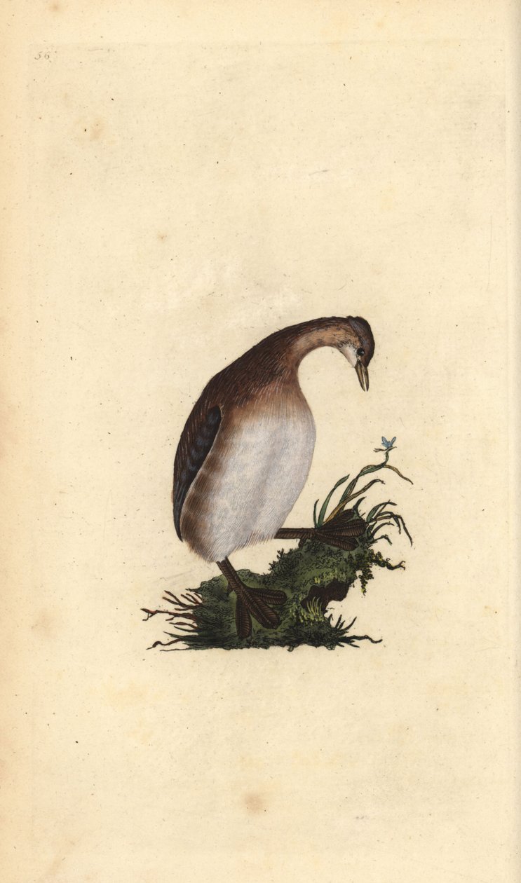 小鸊鷉，Tachybaptus ruficollis。爱德华-多诺万根据他自己的《英国鸟类自然史》绘制和雕刻的手绘铜版，伦敦 作者 爱德华·多诺万