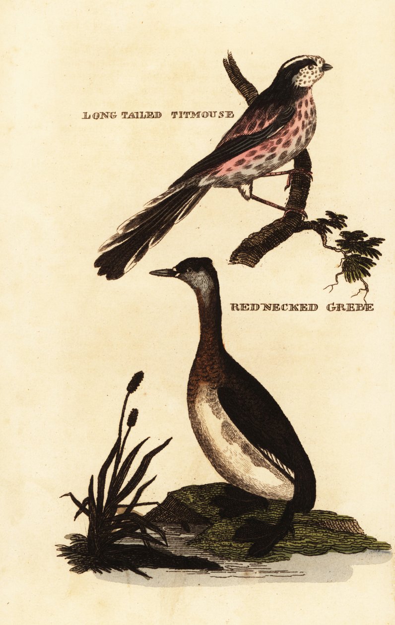 长尾山雀或长尾巴山雀，Aegithalos caudatus，以及红颈鸊鷉，Podiceps grisegena 作者 爱德华·多诺万