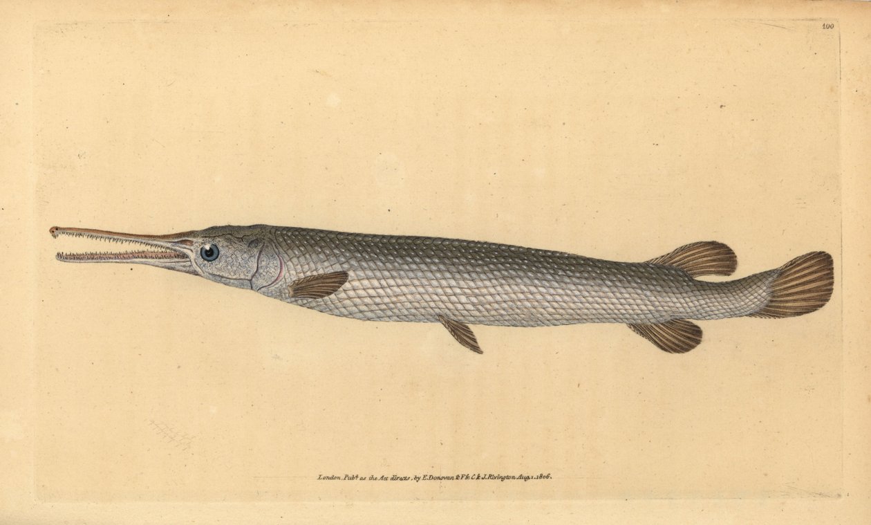 长鼻鱼，Lepisosteus osseus (Osseus gar fish, Esox osseus)。爱德华-多诺万根据他的《英国鱼类自然史》绘制和雕刻的手绘铜版，多诺万和F.C.和J.Rivington，伦敦 作者 爱德华·多诺万