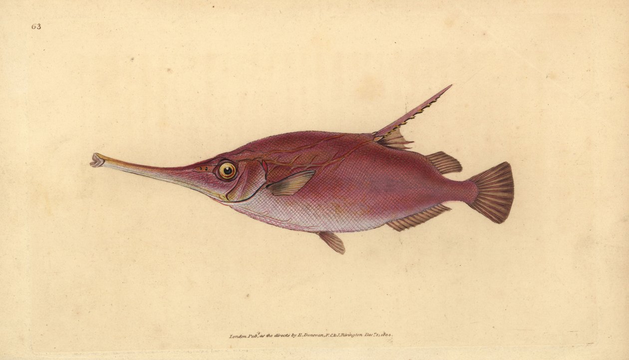 长鳍叉尾鱼，Macroramphosus scolopax（叉尾鱼或喇叭鱼，Centriscus scolopax）。爱德华-多诺万根据他的《英国鱼类自然史》绘制和雕刻的手绘铜版，多诺万和F.C.和J.Rivington，伦敦 作者 爱德华·多诺万