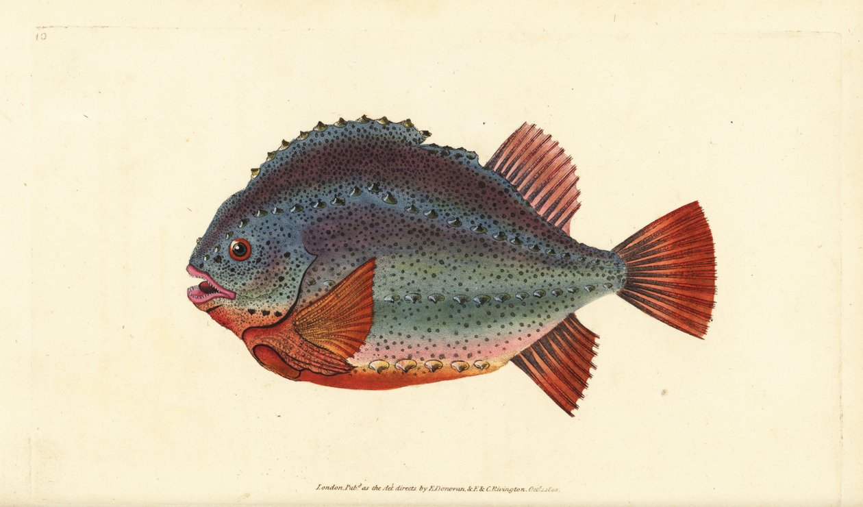 肿块鱼，Cyclopterus lumpus。爱德华-多诺万根据他的《英国鱼类自然史》绘制和雕刻的手绘铜版，多诺万和F.C.和J.雷文顿，伦敦 作者 爱德华·多诺万