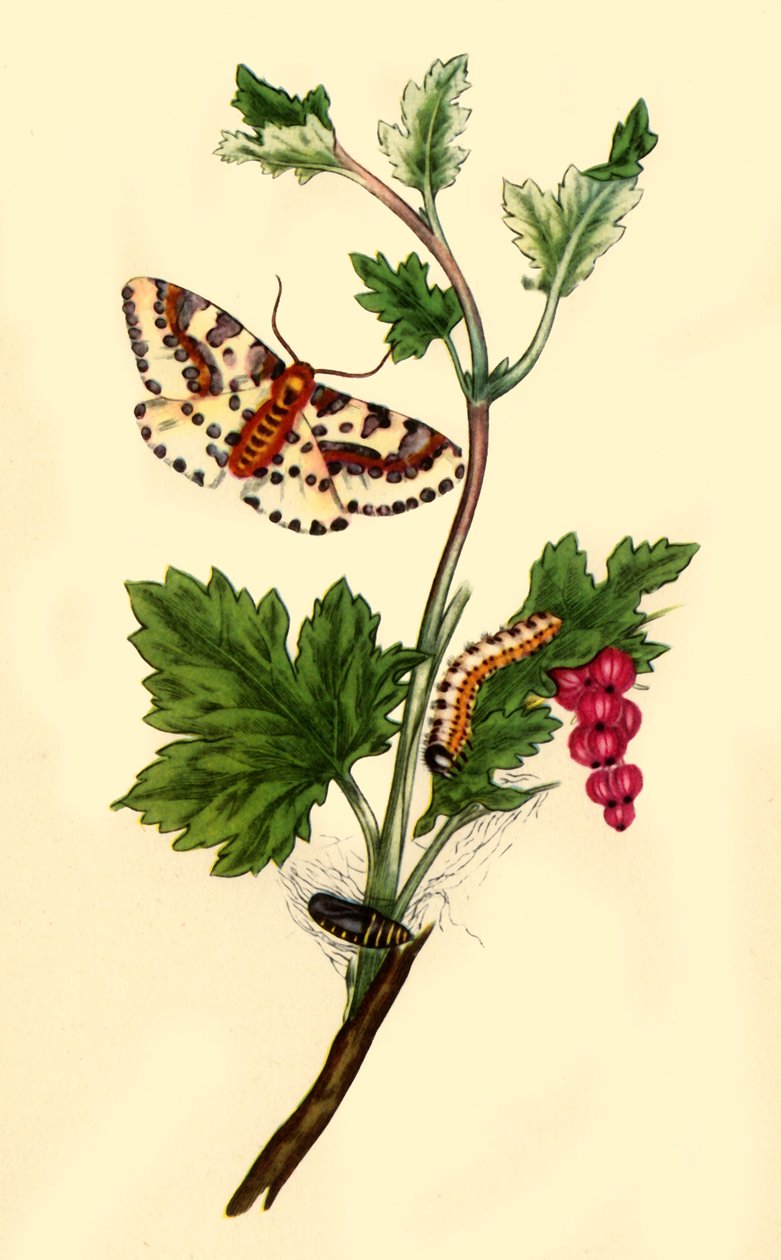 喜鹊或醋栗飞蛾：Phalaena grossulariata