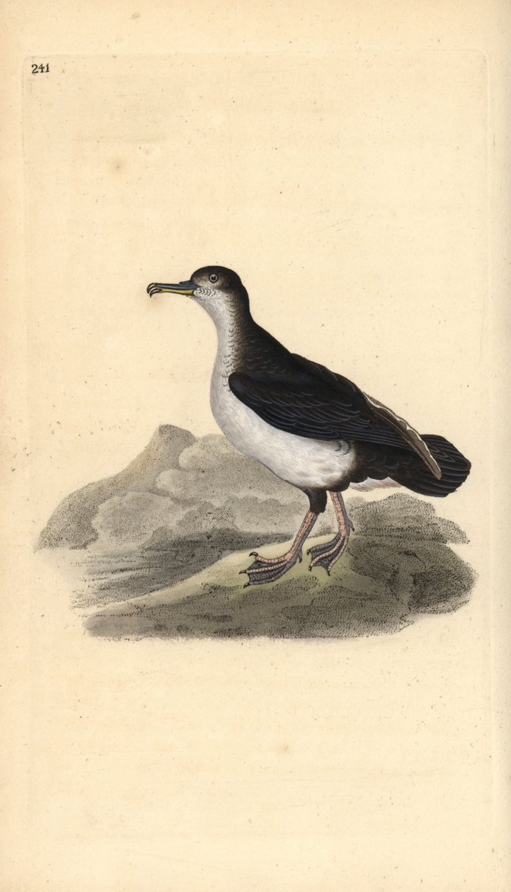 马克斯剪水鸟，Puffinus puffinus。爱德华-多诺万根据他自己的《英国鸟类自然史》绘制和雕刻的手绘铜版，伦敦 作者 爱德华·多诺万