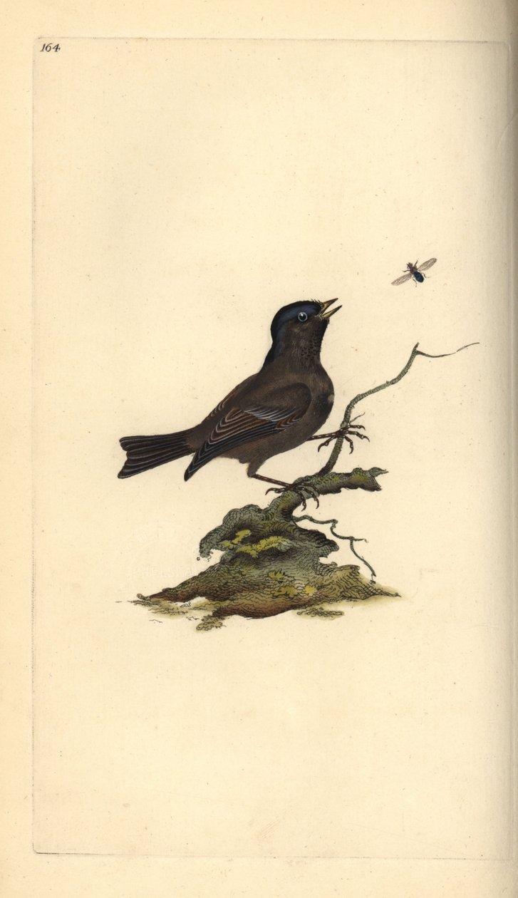 沼泽山雀，Poecile Palustris。爱德华-多诺万根据他自己的《英国鸟类自然史》绘制和雕刻的手绘铜版，伦敦 作者 爱德华·多诺万