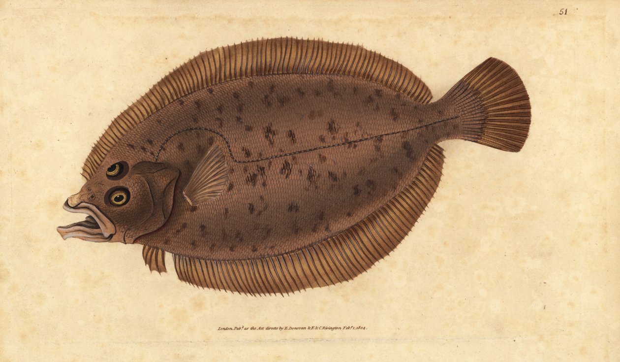 Megrim或whiff，Lepidorhombus whiffiagonis（Pleuronectes megastoma）。爱德华-多诺万根据他的《英国鱼类自然史》绘制和雕刻的手绘铜版，多诺万和F.C.和J.里文顿，伦敦 作者 爱德华·多诺万