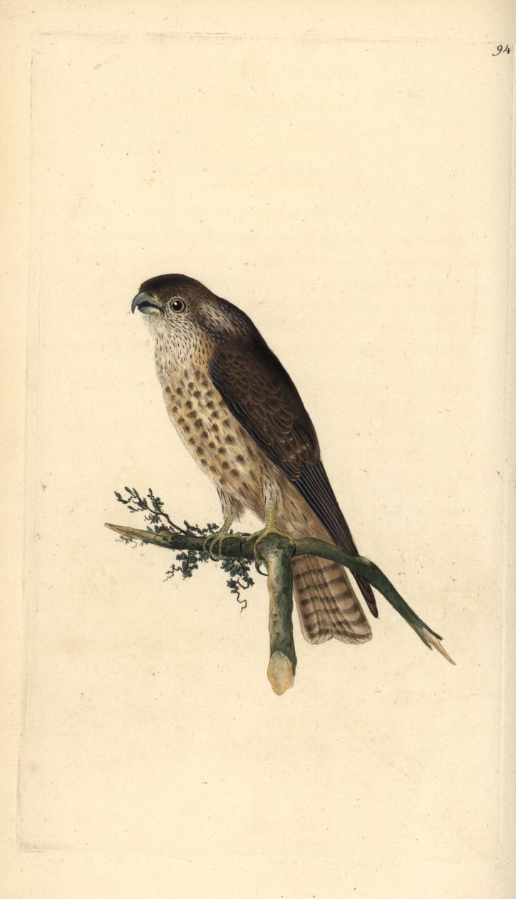 梅林，Falco columbarius。爱德华-多诺万根据他自己的《英国鸟类自然史》绘制和雕刻的手绘铜版，伦敦 作者 爱德华·多诺万