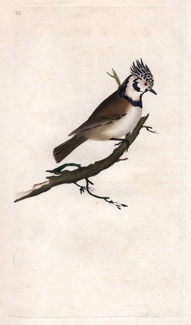 姆桑奇-胡比。Lopophanes cristatus（Parus cristatus）。爱德华-多诺万（1768-1837）的铜版画，发表于《英国鸟类自然史》，伦敦 作者 爱德华·多诺万