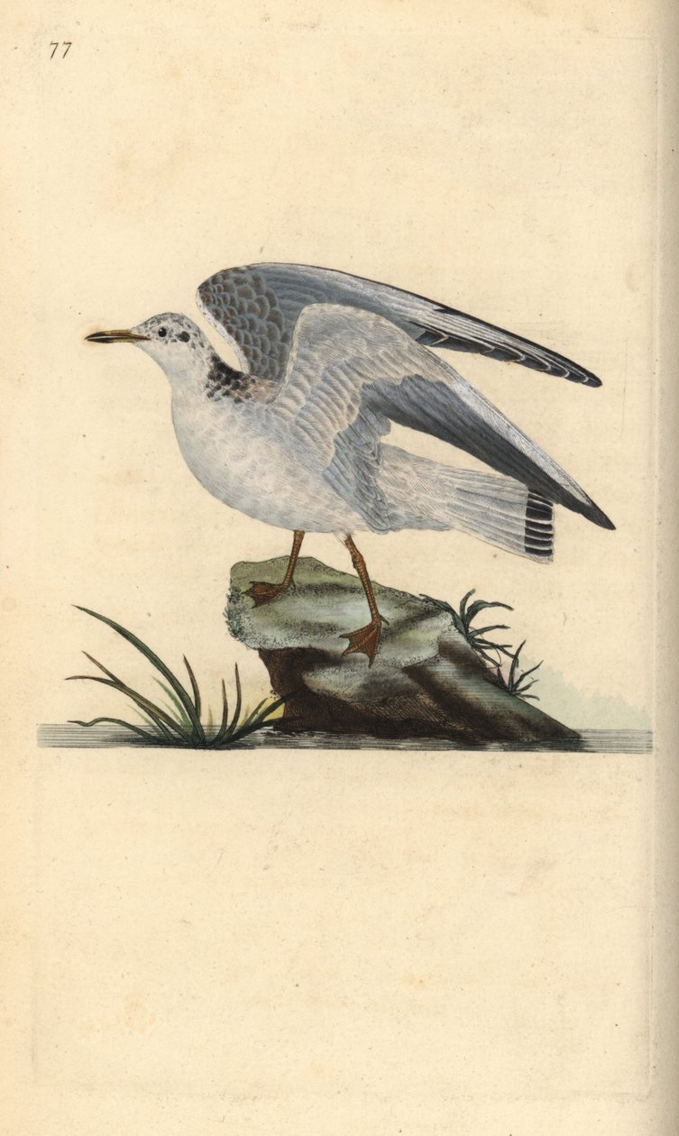 冬鸥，Larus canus。爱德华-多诺万根据他自己的《英国鸟类自然史》绘制和雕刻的手绘铜版，伦敦 作者 爱德华·多诺万