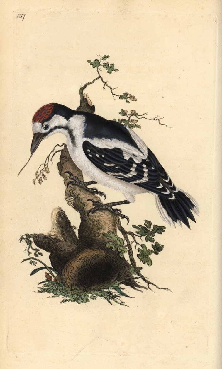 中斑啄木鸟，Dendrocopos medius。爱德华-多诺万根据他自己的《英国鸟类自然史》绘制和雕刻的手绘铜版，伦敦 作者 爱德华·多诺万